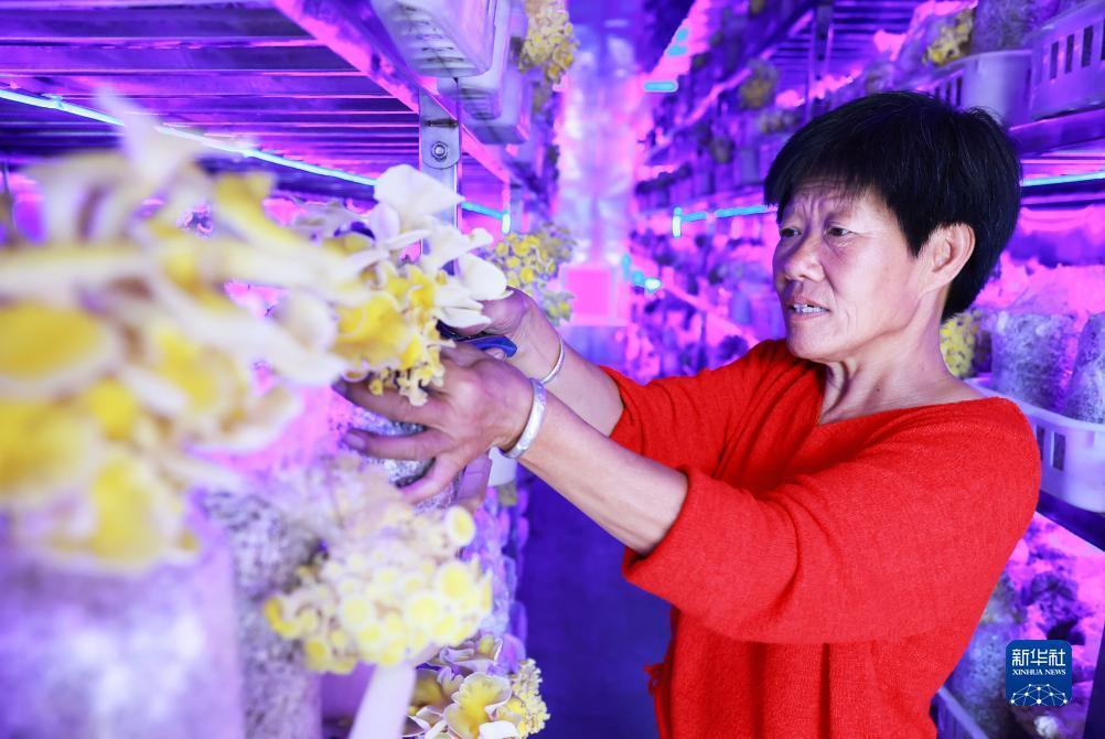 金冠网官网